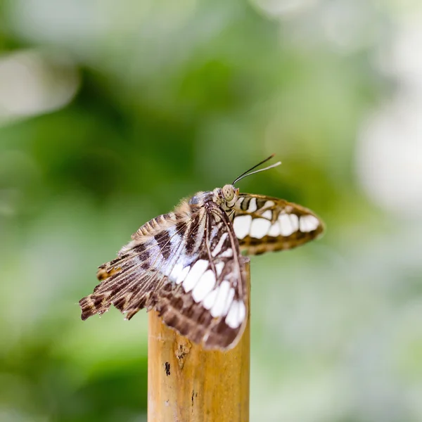 Fjäril — Stockfoto