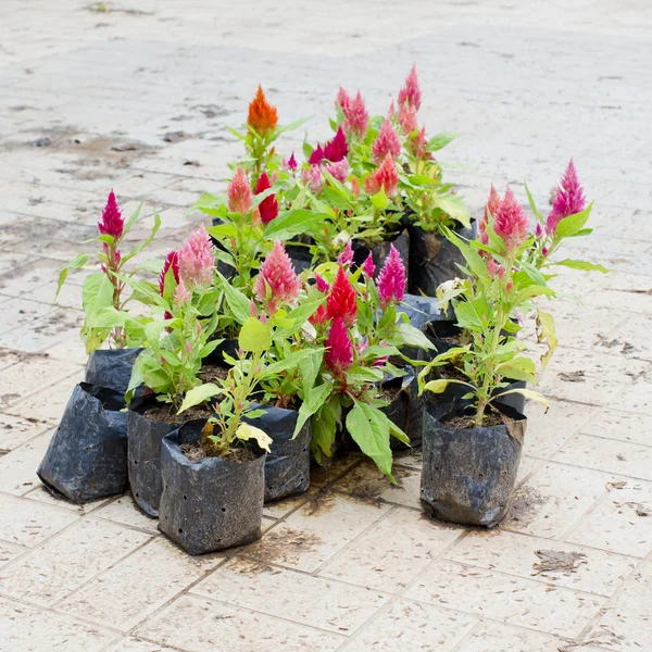 Bloemen voor verkoop in Bangkok, Thailand — Stockfoto