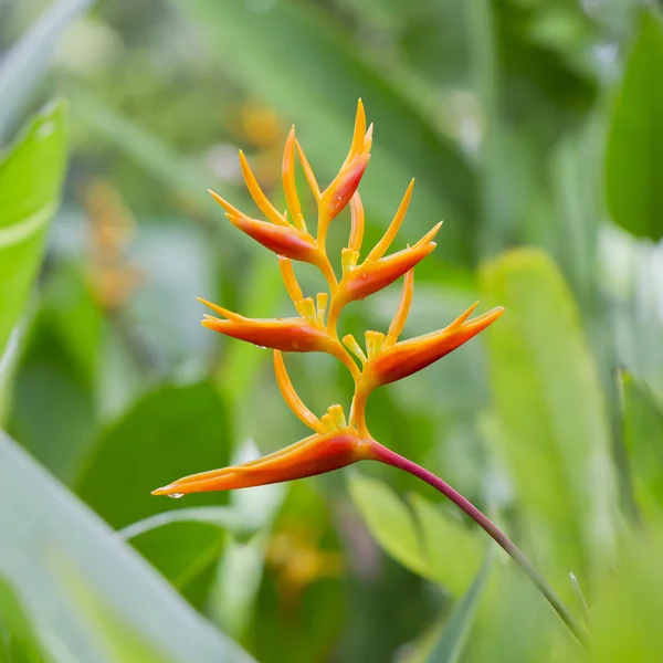 Lindas flores florescendo cor laranja — Fotografia de Stock