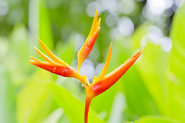 Gyönyörű virágzó virágok narancs színű — Stock Fotó