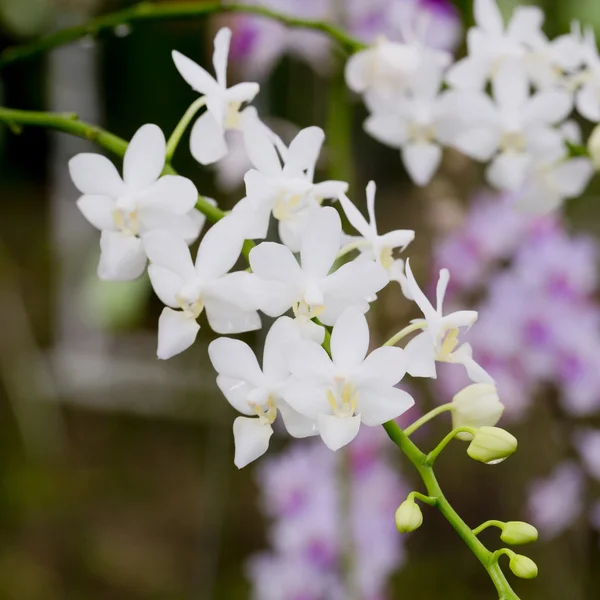 Orchideebloem — Stockfoto