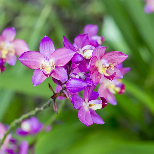 Fiori di orchidea viola — Foto Stock