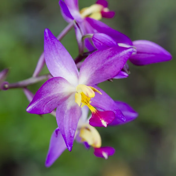 Fiori di orchidea viola — Foto Stock