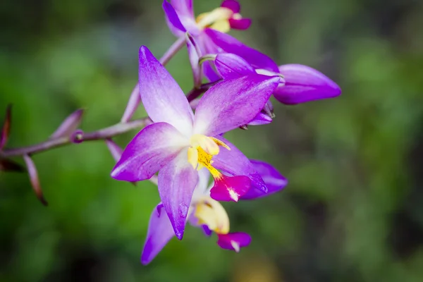 Paarse orchideebloemen — Stockfoto