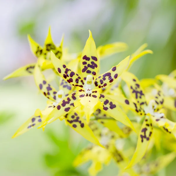 Orchideebloem — Stockfoto