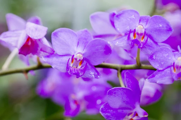 Fiori di orchidea viola — Foto Stock