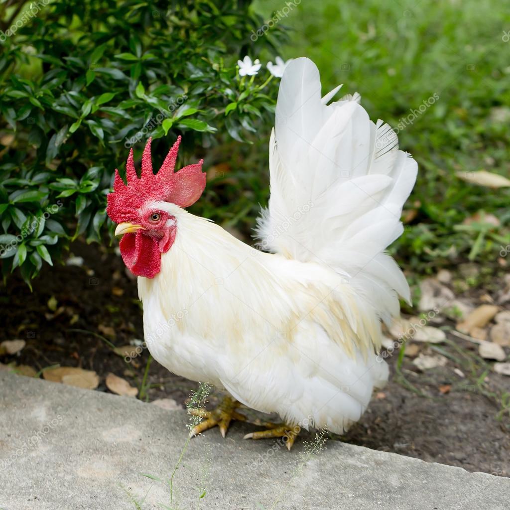 One white rooster — Stock Photo © art9858 #65843735