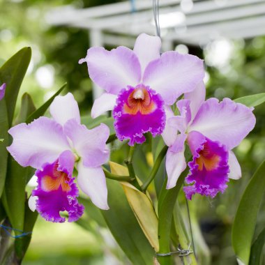 Mor orkide çiçekler