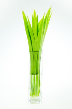 Pandanus yaprakları