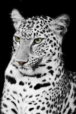 leopar portre