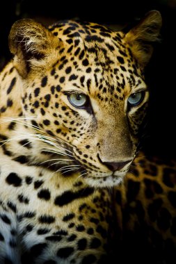 leopar portre