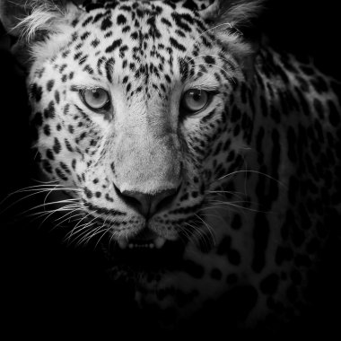 leopar portre