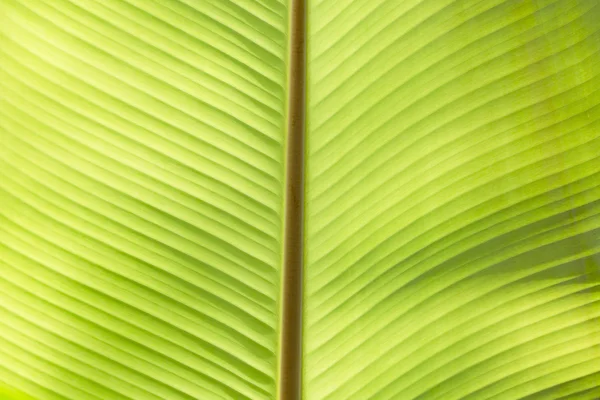 Primer plano extremo de la hoja verde fresca como fondo —  Fotos de Stock