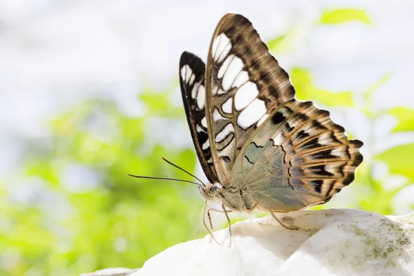 Närbild på en vacker fjäril — Stockfoto