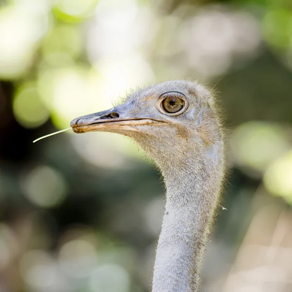 Close up Ostrich — Stock Photo, Image