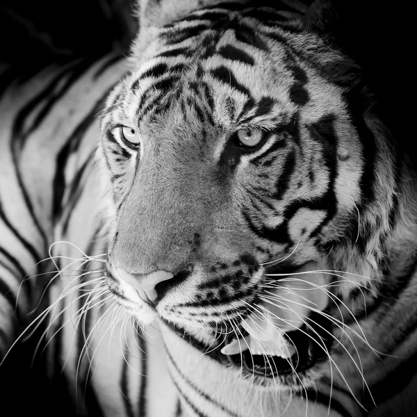 Gros plan tigre — Photo