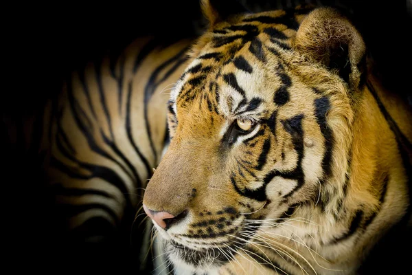 Close up tiger — Stock Photo, Image