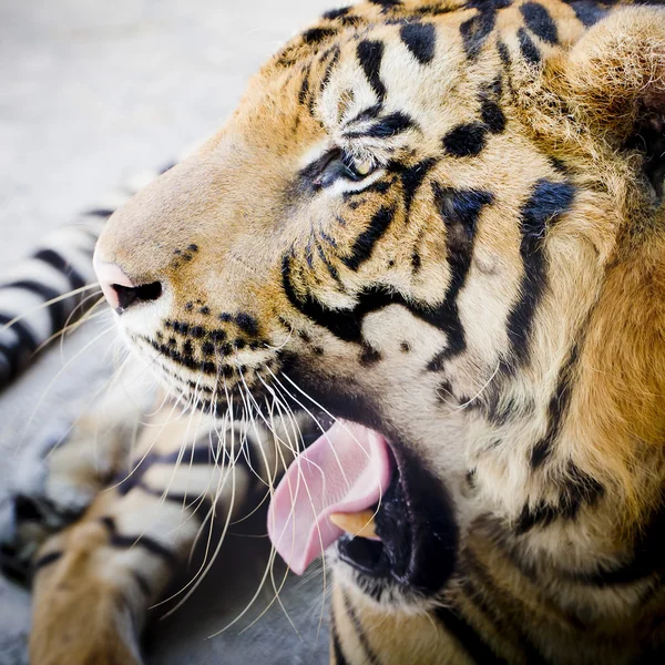 Tiger aus nächster Nähe — Stockfoto