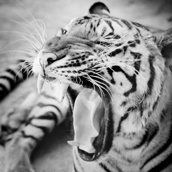 Närbild tiger — Stockfoto