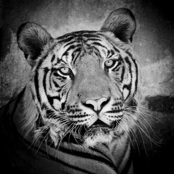 ベンガルの虎の裸歯虎の顔のクローズ アップ — ストック写真