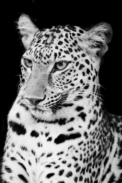 Retrato de leopardo — Fotografia de Stock