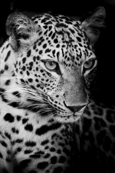 Retrato de leopardo — Fotografia de Stock