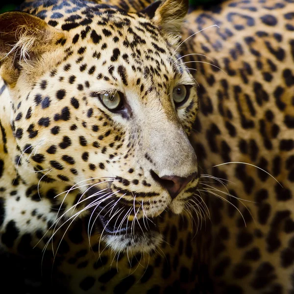 Retrato de leopardo — Foto de Stock