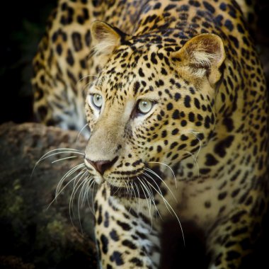 leopar portre