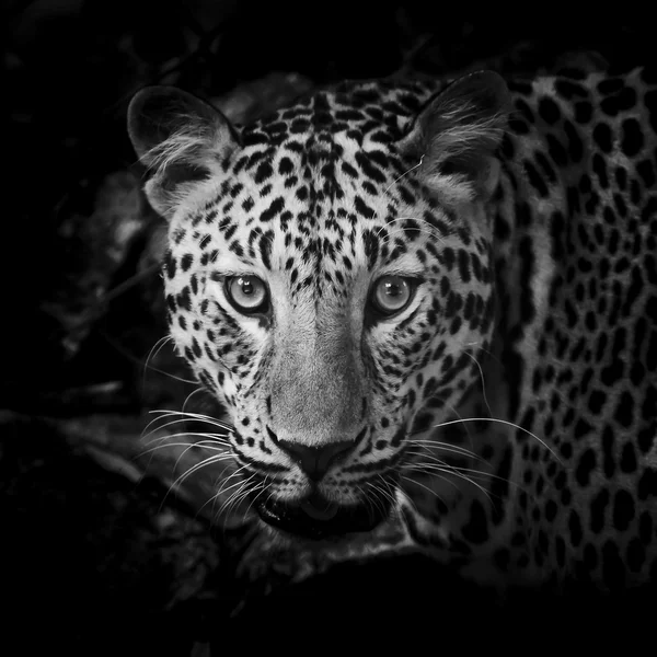 Nära håll svartvit Leopard porträtt — Stockfoto