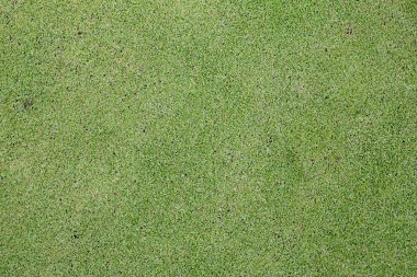 Bir tarladan yeşil çimen dokusu