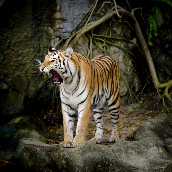 Закрыть тигра — стоковое фото