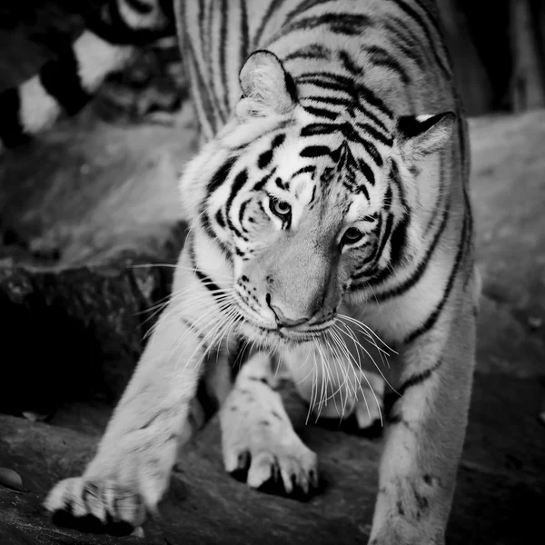 Fechar tigre — Fotografia de Stock