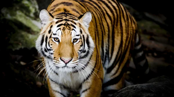 Närbild tiger — Stockfoto