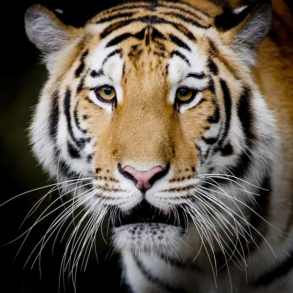 Chiudi tigre — Foto Stock