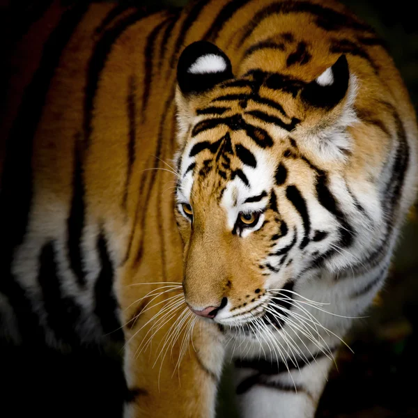 Close-up van de tijger — Stockfoto