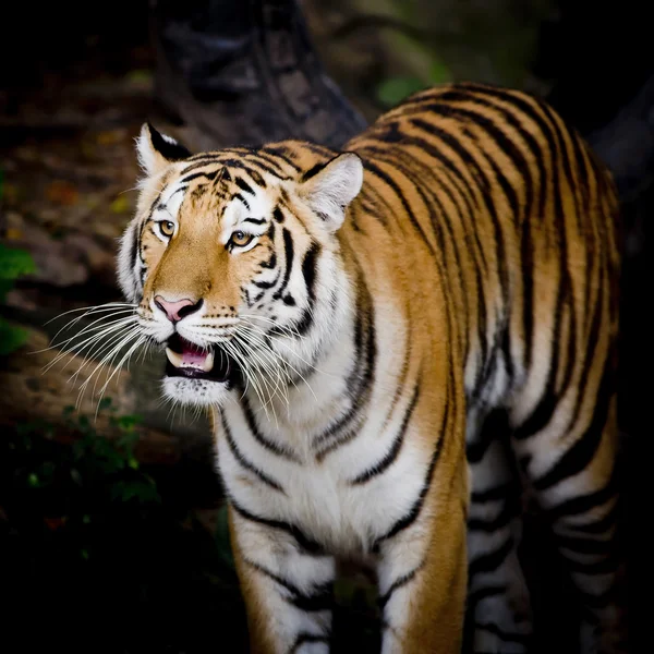 Tiger aus nächster Nähe — Stockfoto