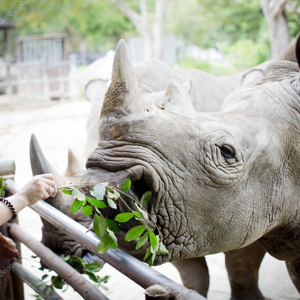Closeup shot at the head of Rhino eating leaves