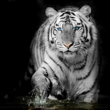 Black & White Tiger clipart