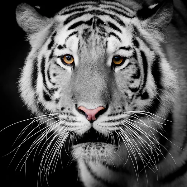 Gros plan tigre — Photo