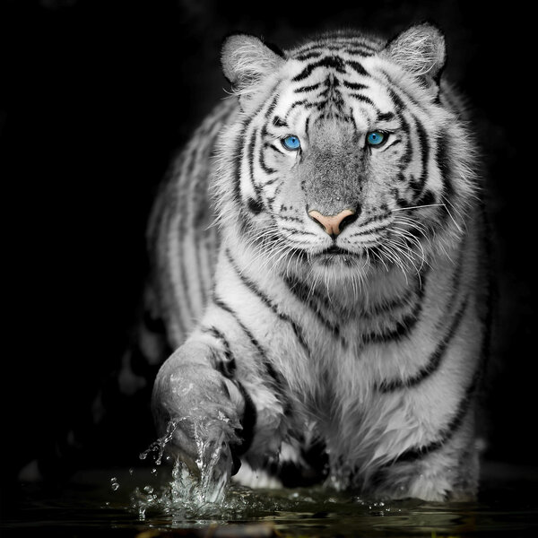 Tigre blanco y negro — Foto de Stock