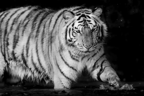 Black & White Tiger — Fotografie, imagine de stoc