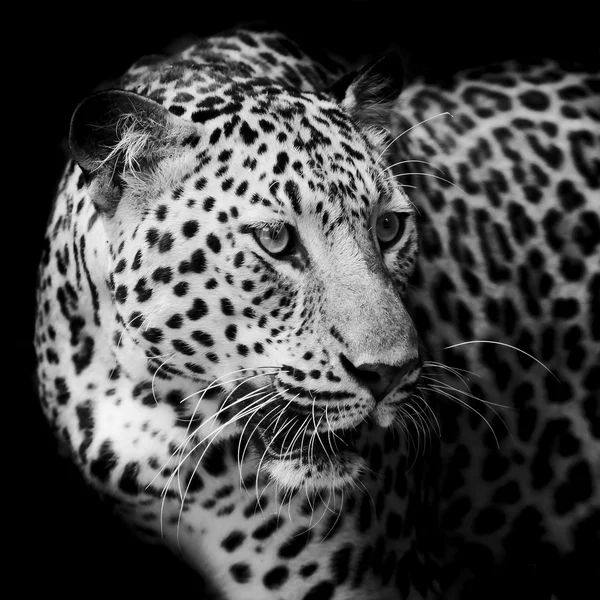 Retrato de leopardo — Fotografia de Stock