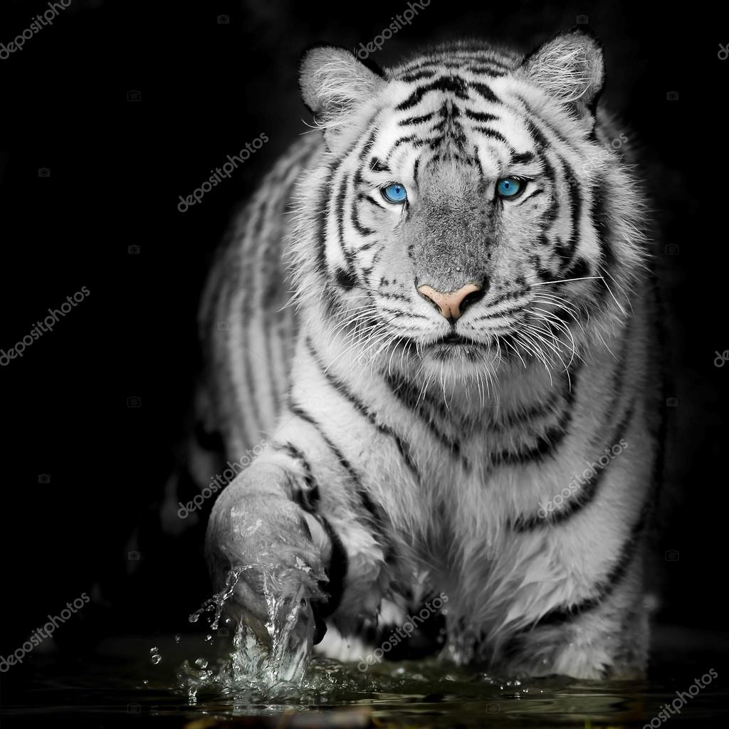 1920x1080 Big White Tiger Laptop Full HD 1080P HD 4k Wallpapers Images  Backgrounds Photos and Pictures