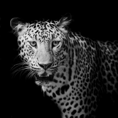 leopar portre