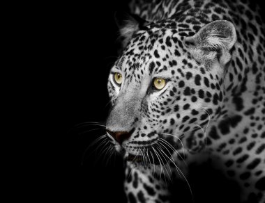 leopar portre