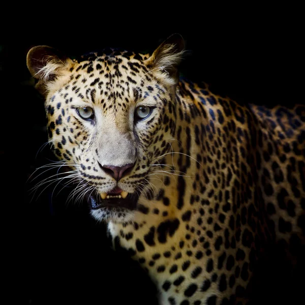 leopar portre