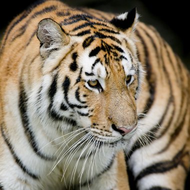 tiger portresi