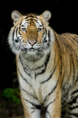 tiger portresi