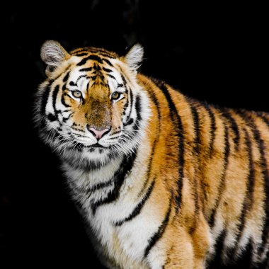 tiger portresi