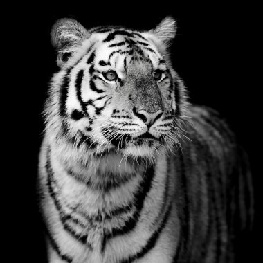 tiger portresi
